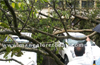 Mangaluru: Huge tree uproots near NMPT office ; 3 cars damaged